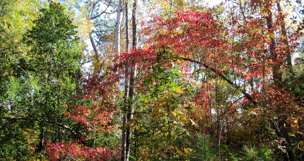 The colorful fall foliageat Fern Cottage in the Covington and Folsom woods along the Bogue Falaya River.