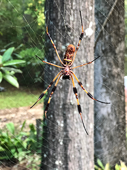 Banana Spider on it's web.