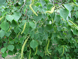 Chinese Tallow tree blooms.