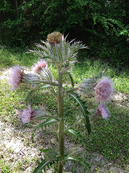 Blooming Milk Thistle.