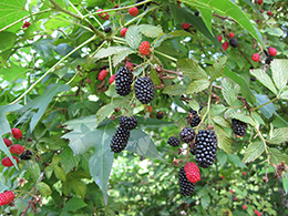 Blackberry harvest.