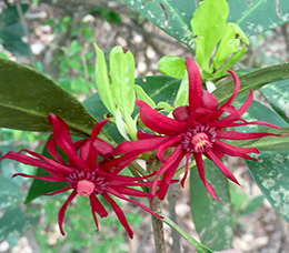 Native spring blooms.